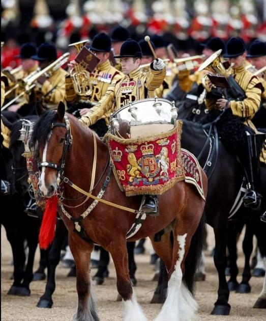 Drum Horse - Major Appolo